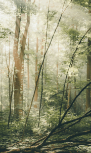 86887ac3114af8880b82c61fdea55675.png
